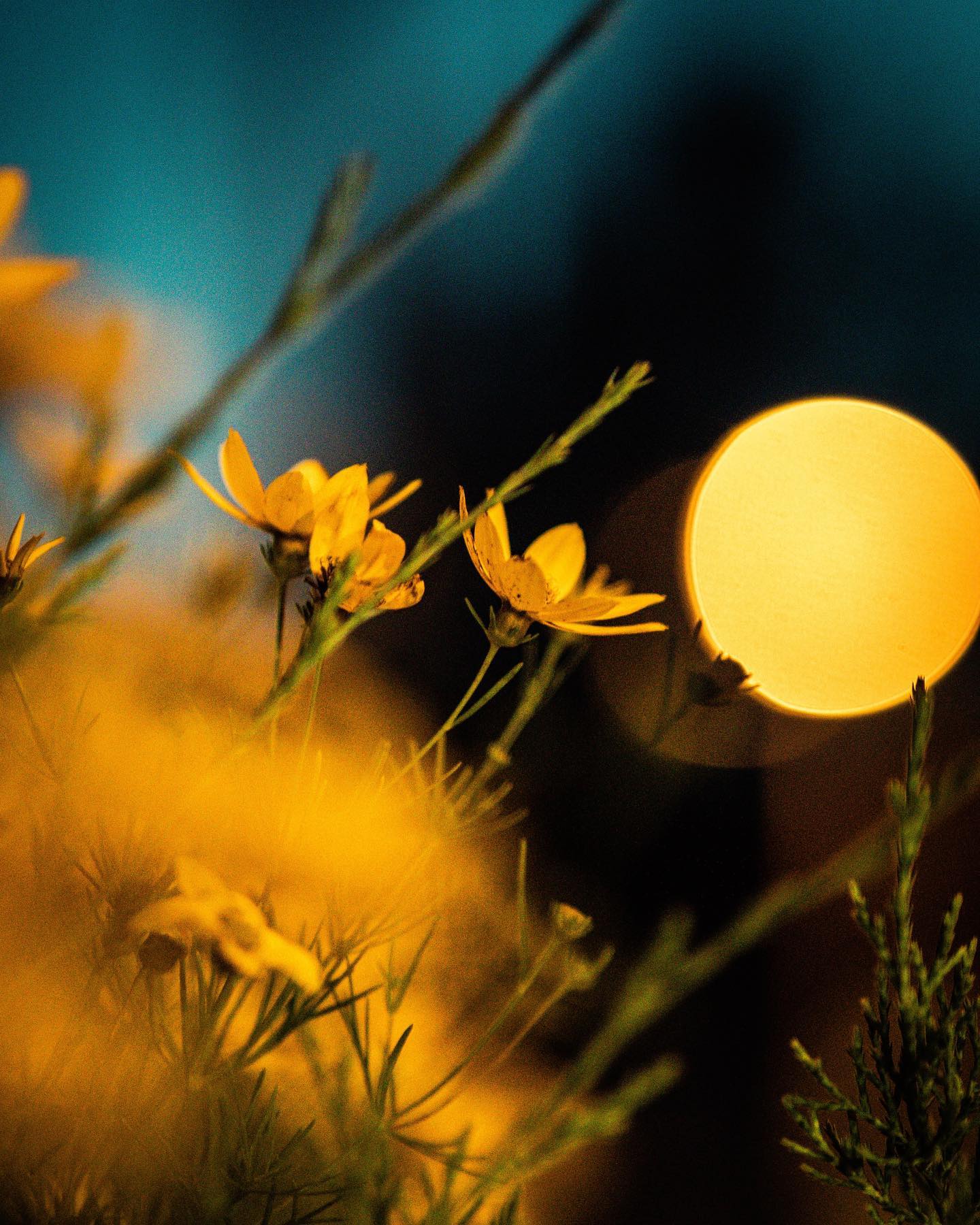 Flowers in headlights at night photograph